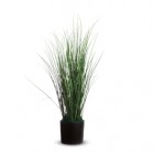 Pianta ornamentale - erba - H 55cm -Alco