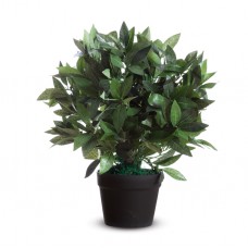 Pianta ornamentale - lauro - H 50cm - Alco
