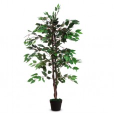 Pianta ornamentale - ficus - H 120cm -Alco